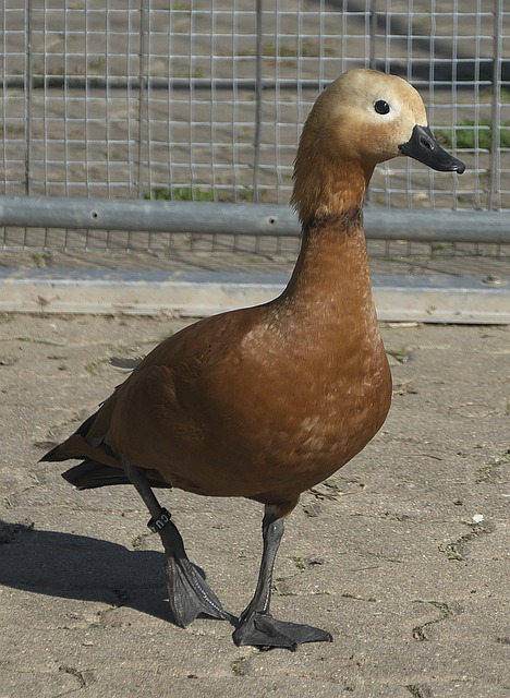 守体系